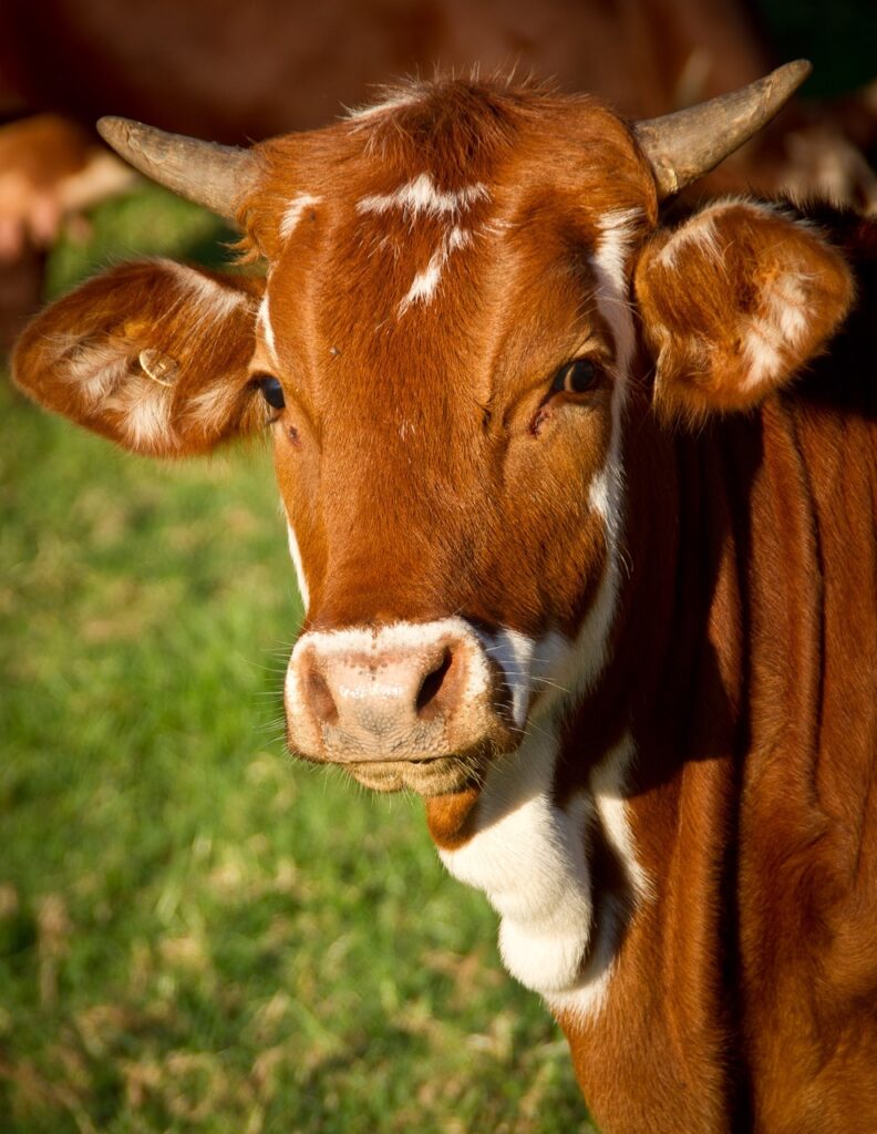 cow, animal, nature, livestock, cattle, ruminant, brown cow, horns, beef, bull, mammal, closeup, portrait