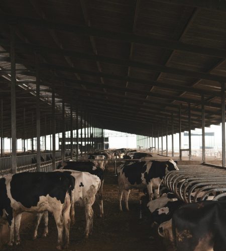 Holstein cows inside a large barn, showcasing a modern dairy farming environment.
