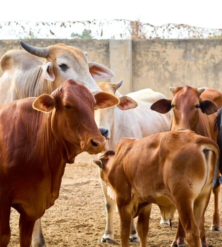 A group of various cattle breeds in an outdoor pen, showcasing farm life.